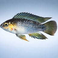 Opal Dwarf Cichlid — side profile on a plain background — representative image - view 3