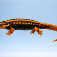 Orange newt — side profile on a plain background — representative image - view 3