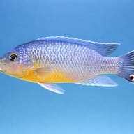 Orange Petrotilapia — side profile on a plain background — representative image - view 3