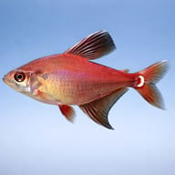 Ornate Tetra (Hyphessobrycon roberti) — side profile on a plain background — representative image - view 3
