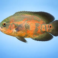 Oscar Cichlid (Astronotus ocellatus) side profile showing deep South American cichlid body — representative image - view 4