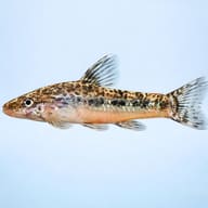 Otocinclus flexilis 3 — side profile on a plain background — representative image - view 3
