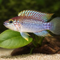 Pebas Dwarf Cichlid (Apistogramma cf. ortegai Pebas) - scale view — representative image - view 4