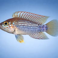 Pebas Dwarf Cichlid (Apistogramma cf. ortegai Pebas) - side profile — representative image - view 3
