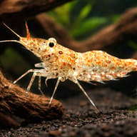 Paerl shrimp — representative image - view 1