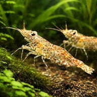 Paerl shrimp — pair in a planted aquarium — representative image - view 2