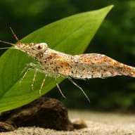 Paerl shrimp — close view showing fin and scale detail — representative image - view 4