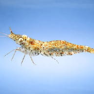Paerl shrimp — side profile on a plain background — representative image - view 3