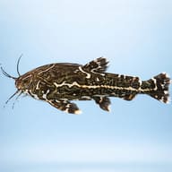 Painted Talking Catfish (Acanthodoras cataphractus) — side profile on a plain background — representative image - view 3