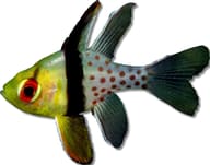Pajama cardinalfish on a white background showing its yellow-green head and red eye - view 5