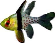 Pajama Cardinalfish Sphaeramia nematoptera medium size marine fish with spotted body and yellow tail - view 5