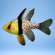 Pajama cardinalfish - Marine Aquarium Livestock (Sphaeramia nematoptera) — Pajama Cardinalfish M - view 3