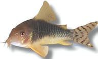 Palespotted Cory / Gosse's Cory (Hoplisoma gossei), 2.5-3cm stock - view 5