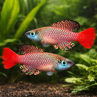 Palmquist's Nothobranch (Nothobranchius palmqvisti) pair in a specialist annual-killifish aquarium — representative image - view 2
