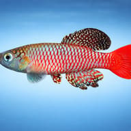 Palmquist's Nothobranch (Nothobranchius palmqvisti) side profile showing red tail and spotted fins — representative image - view 3