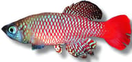 Palmquist's Nothobranch, Nothobranchius palmqvisti - view 5