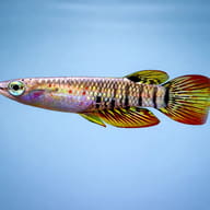 Panchax Lineatus — side profile on a plain background — representative image - view 3