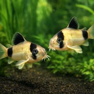 Panda Cory Catfish (Corydoras panda) — Illustrated pair of Panda Corys over sand and aquarium plants — representative image - view 2