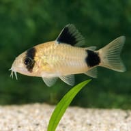Illustrated Panda Cory above sand beside an aquarium leaf (Corydoras panda) — representative image - view 4