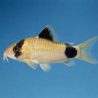 Illustrated side view of a Panda Cory showing the eye and tail patches (Corydoras panda) — representative image - view 3