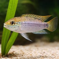 Pantanal Dwarf Cichlid — close view showing fin and scale detail — representative image - view 4
