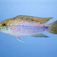 Pantanal Dwarf Cichlid — side profile on a plain background — representative image - view 3