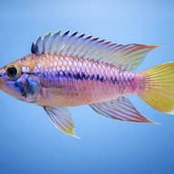 Papagalo Dwarf Cichlid — side profile on a plain background — representative image - view 3
