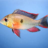 Bolivian Ram Cichlid (Mikrogeophagus altispinosus) side profile — representative image - view 3