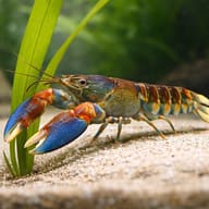 Papua red clav crayfish — close view showing fin and scale detail — representative image - view 4