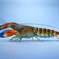 Papua red clav crayfish — side profile on a plain background — representative image - view 3