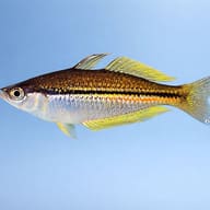 Papuensis Rainbow (Melanoteania papuensis) — side profile on a plain background — representative image - view 3
