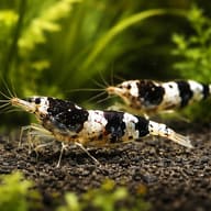 Paracaridina sp. Princess bee — pair in a planted aquarium — representative image - view 2