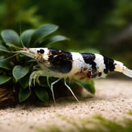 Paracaridina sp. Princess bee — close view showing fin and scale detail — representative image - view 4