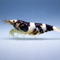 Paracaridina sp. Princess bee — side profile on a plain background — representative image - view 3