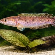 Illustrative Dusky Snakehead beside broad-leaved plants in an aquarium — representative image - view 4