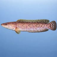 Illustrative side profile of a Dusky Snakehead showing its elongated body — representative image - view 3