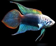 Round-Tailed Paradise Fish (Macropodus ocellatus) with deep body and rounded caudal fin, site-owned stock reference - view 5