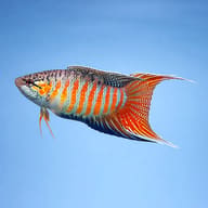 Blue Paradise Fish in profile against a pale blue background - view 4