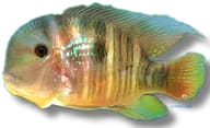 Paraguay Eartheater (Gymnogeophagus balzanii) - view 5