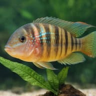 Paraguay Eartheater (Gymnogeophagus balzanii) and plant visual - view 4