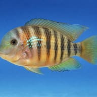 Paraguay Eartheater (Gymnogeophagus balzanii) profile visual - view 3