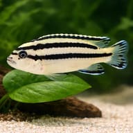 Parallel striped mbuna — close view showing fin and scale detail — representative image - view 4