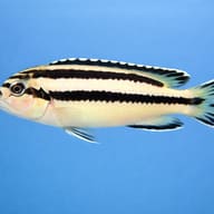 Parallel striped mbuna — side profile on a plain background — representative image - view 3