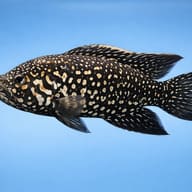 Paratilapia blekkeri 3 — side profile on a plain background — representative image - view 3