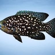 Paratilapia polleni 4 — side profile on a plain background — representative image - view 3