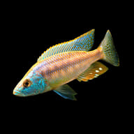 Parkinson's Rainbowfish (Melanotaenia parkinsoni) exact source reference image - view 5