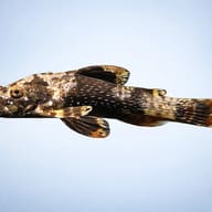 Parotocinclus spilurus side profile showing compact loricariid body - view 3