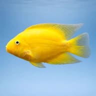 Yellow Parrot Cichlid side profile — representative image - view 4