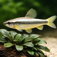 Parvus (Nannocharax parvus) — close view showing fin and scale detail — representative image - view 4