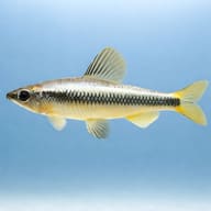 Parvus (Nannocharax parvus) — side profile on a plain background — representative image - view 3